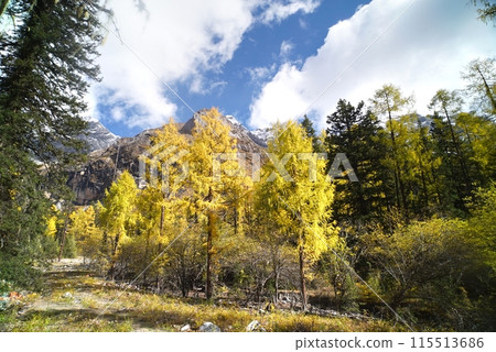 The Autumn in Siguniang Mountain at west of the capital city of Chengdu in Xiaojin country ,Sichuan ,China 115513686
