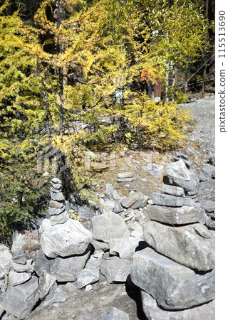 The Autumn in Siguniang Mountain at west of the capital city of Chengdu in Xiaojin country ,Sichuan ,China 115513690