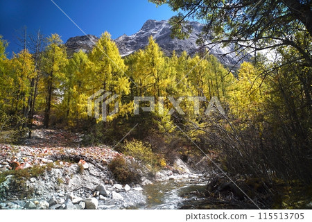 The Autumn in Siguniang Mountain at west of the capital city of Chengdu in Xiaojin country ,Sichuan ,China 115513705