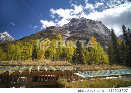 The Autumn in Siguniang Mountain at west of the capital city of Chengdu in Xiaojin country ,Sichuan ,China 115513707