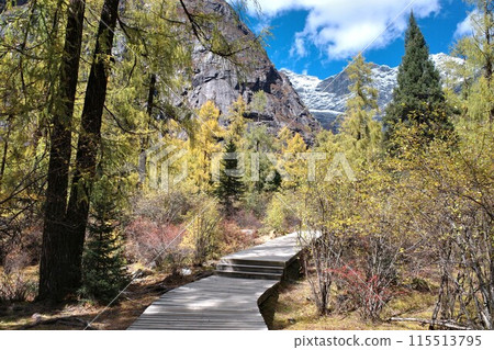 The Autumn in Siguniang Mountain at west of the capital city of Chengdu in Xiaojin country ,Sichuan ,China  115513795