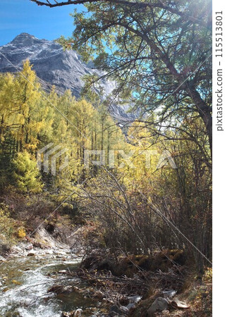 The Autumn in Siguniang Mountain at west of the capital city of Chengdu in Xiaojin country ,Sichuan ,China  The Autumn in Siguniang Mountain at west of the capital city of Chengdu in Xiaojin country ,Sichuan ,China  115513801