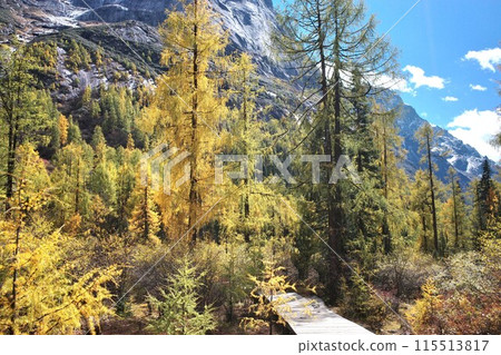 The Autumn in Siguniang Mountain at west of the capital city of Chengdu in Xiaojin country ,Sichuan ,China The Autumn in Siguniang Mountain at west of the capital city of Chengdu in Xiaojin country ,Sichuan ,China 115513817