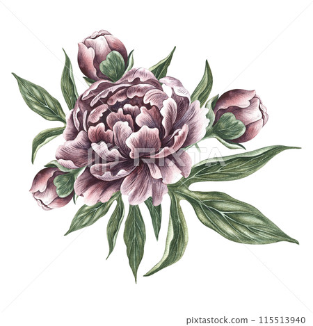 Peonies in vintage style. Hand-made watercolor illustration. A bouquet of peony flowers. Isolate it. A design element of a postcard, banner, flyer and poster. For packaging, label and print Peonies in vintage style. Hand-made watercolor illustration. A bouquet of peony flowers. Isolate it. A design element of a postcard, banner, flyer and poster. For packaging, label and print 115513940