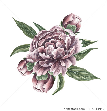 Peonies in vintage style. Hand-made watercolor illustration. A bouquet of peony flowers. Isolate it. A design element of a postcard, banner, flyer and poster. For packaging, label and print 115513942