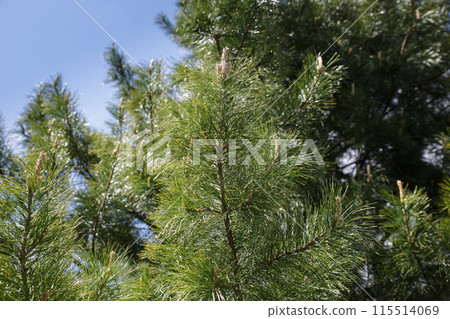 Siberian pine tree branches with green needles on blue sky background, closeup 115514069