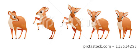 Brown Dik-dik as African Small Antelope with Horns in Different Pose Vector Set 115514255