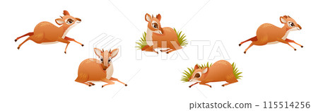 Brown Dik-dik as African Small Antelope with Horns in Different Pose Vector Set 115514256