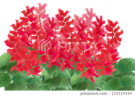 丹參花卡1 丹參花卡1 115514334