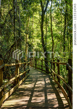 Bridge crossing the rainforest Bridge crossing the rainforest 115514343