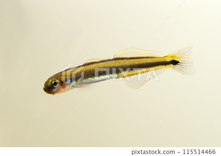 juvenile satsuki goby juvenile satsuki goby 115514466