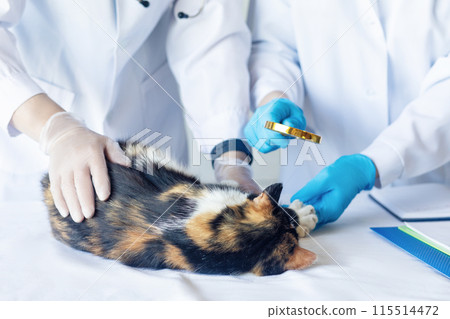 Doctors listen to and diagnose a cat on a table. 115514472