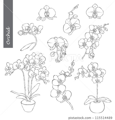Orchid Outline Hand drawn Vector Illustration on white backgroung Orchid Outline Hand drawn Vector Illustration on white backgroung 115514489