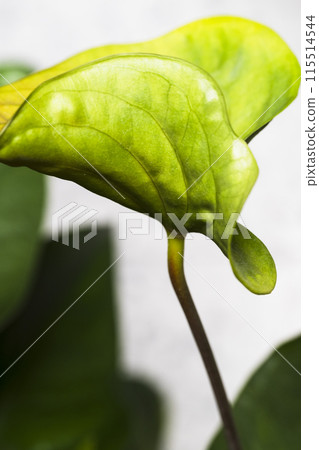 Green new leaf 115514544