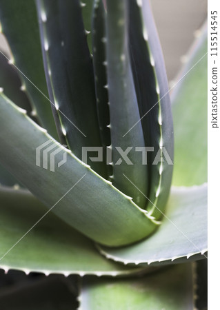 Closeup of Aloe Vera Plant Closeup of Aloe Vera Plant 115514545