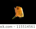 年輕的綠色藍鰭魚 115514561