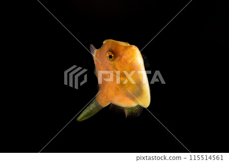 年輕的綠色藍鰭魚 年輕的綠色藍鰭魚 115514561