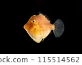 年輕的綠色藍鰭魚 115514562