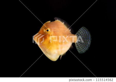 年輕的綠色藍鰭魚 年輕的綠色藍鰭魚 115514562