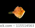 年輕的綠色藍鰭魚 115514563