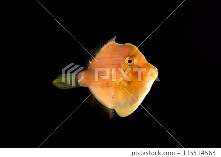 年輕的綠色藍鰭魚 年輕的綠色藍鰭魚 115514563