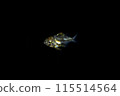 Kagoshimai年輕魚 115514564