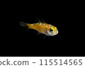 年輕的魚 115514565