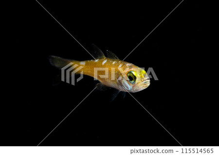 年輕的魚 年輕的魚 115514565