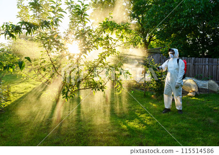 A man wearing safety wearing sprays fruit trees with chemicals 115514586