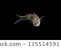 寶來的少年魚 115514591