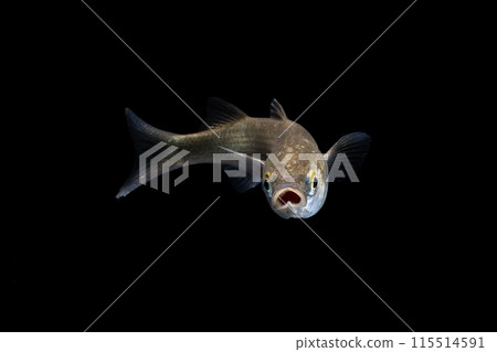 寶來的少年魚 115514591