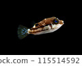北倉的幼魚 115514592