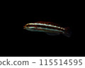 年輕的日本瀨魚 115514595