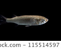 寶來的少年魚 115514597
