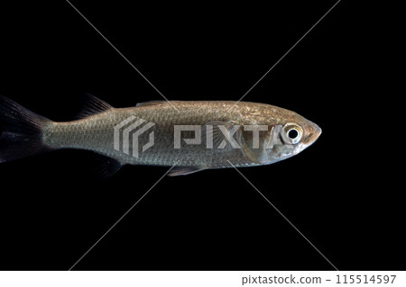 Bora's Juvenile Fish Bora's Juvenile Fish 115514597