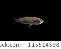 寶來的少年魚 115514598