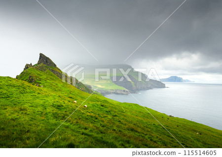 Green hills with grazing sheeps on Mykines island 115514605
