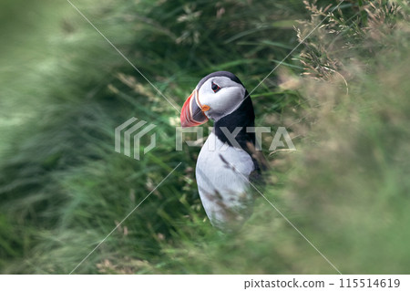Most famous faroese bird - puffin 115514619
