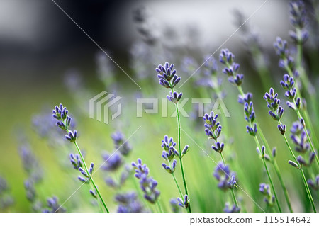 Violet lavender flowers close up 115514642