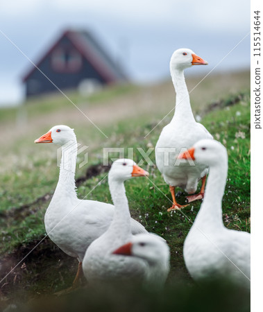 White geese on pasture near black wooden house White geese on pasture near black wooden house 115514644