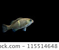 年輕的沖繩魚 115514648