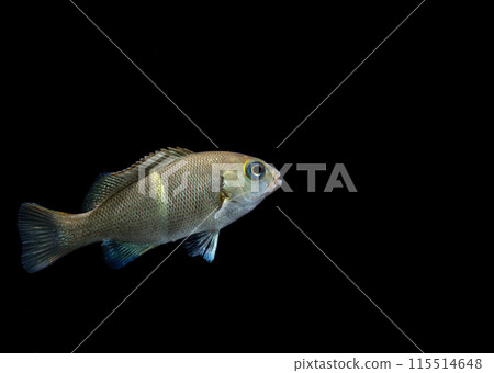 年輕的沖繩魚 115514648