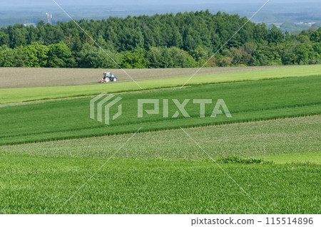 Extensive wheat field Extensive wheat field 115514896