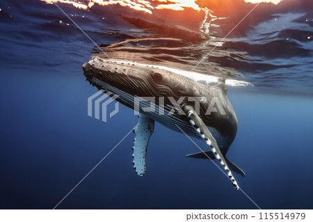 Whale. Whale under the water of the sea and the ocean. World whale day. 23 July. A Baby Humpback Whale Plays Near the Surface in Blue Water. Humpback Whale 115514979