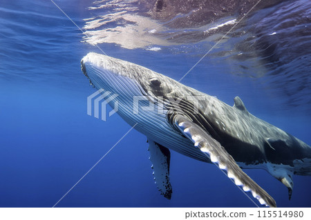 Whale. Whale under the water of the sea and the ocean. World whale day. 23 July. A Baby Humpback Whale Plays Near the Surface in Blue Water. Humpback Whale Whale. Whale under the water of the sea and the ocean. World whale day. 23 July. A Baby Humpback Whale Plays Near the Surface in Blue Water. Humpback Whale 115514980
