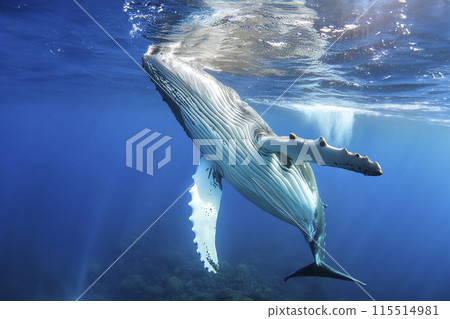 Whale. Whale under the water of the sea and the ocean. World whale day. 23 July. A Baby Humpback Whale Plays Near the Surface in Blue Water. Humpback Whale 115514981