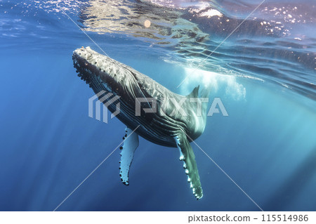 Whale. Whale under the water of the sea and the ocean. World whale day. 23 July. A Baby Humpback Whale Plays Near the Surface in Blue Water. Humpback Whale 115514986