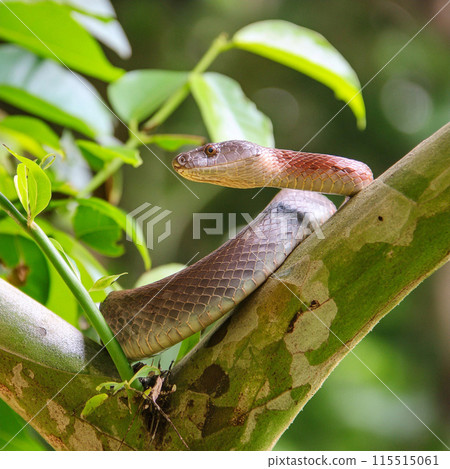 Snake. World snake day. 16 July. Attacking snake / Atheris nitschei. Snake in the tropical jungle between tree branches. Snake. World snake day. 16 July. Attacking snake / Atheris nitschei. Snake in the tropical jungle between tree branches. 115515061
