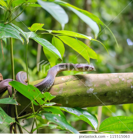 Snake. World snake day. 16 July. Attacking snake / Atheris nitschei. Snake in the tropical jungle between tree branches. 115515063