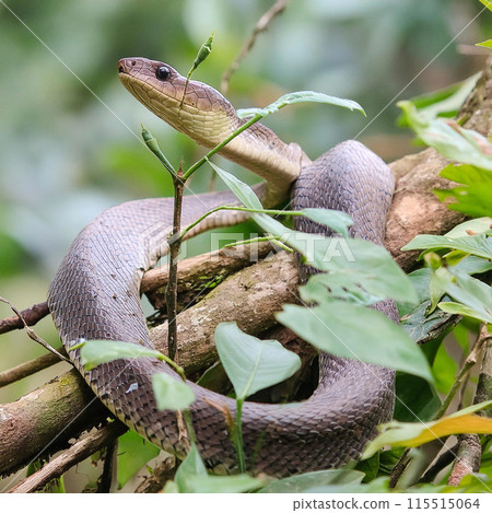 Snake. World snake day. 16 July. Attacking snake / Atheris nitschei. Snake in the tropical jungle between tree branches. Snake. World snake day. 16 July. Attacking snake / Atheris nitschei. Snake in the tropical jungle between tree branches. 115515064